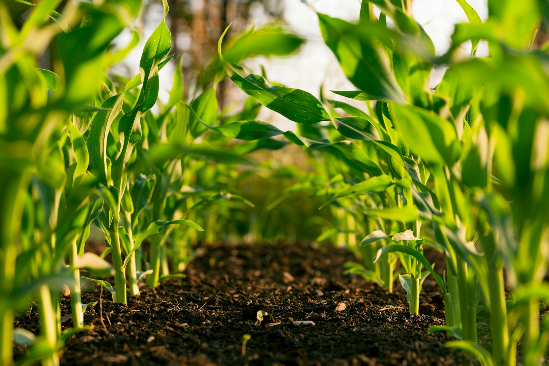 Agricultural fields in Pakistan